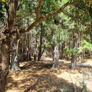 Mount Xavier Disc Golf Course